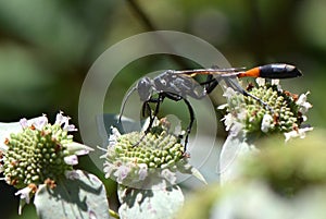 Common Thread Waisted Wasp