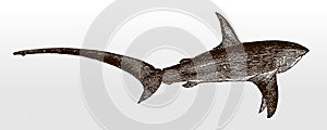 Common thresher, alopias vulpinus, a threatened shark, distributed worldwide in tropical seas in side view