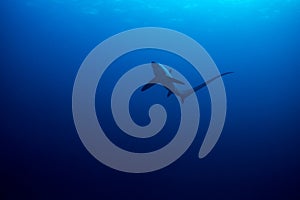 Common thresher shark photo