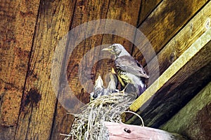 The common thrush bird and its chicks in the nest under the roof of an old rural house.