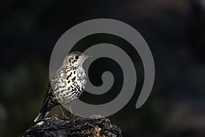 Common Thrush or Turdus viscivorus, perched on a rock.