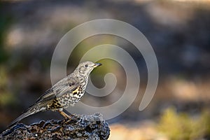 Common Thrush or Turdus viscivorus, perched on a rock.