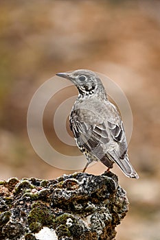 Common Thrush or Turdus viscivorus, perched on a rock.