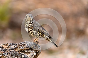 Common Thrush or Turdus viscivorus, perched on a rock.
