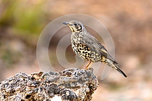 Common Thrush or Turdus viscivorus, perched on a rock.