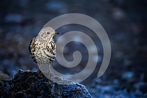 Common Thrush or Turdus viscivorus, perched on a rock.