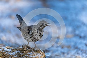 Common Thrush or Turdus viscivorus, perched on a rock.