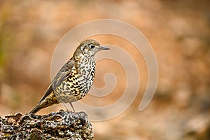 Common Thrush or Turdus viscivorus, perched on a rock