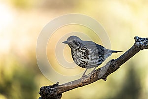 Common Thrush or Turdus viscivorus, perched on a twig.