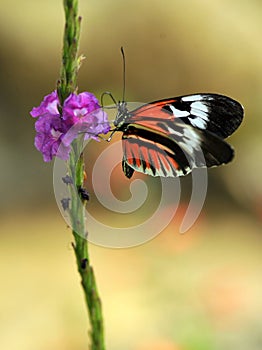 Common Tiger butterfly