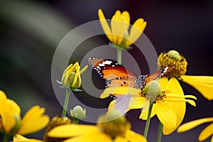 Common tiger butterfly