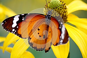 Common tiger butterfly