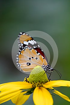 Common tiger butterfly