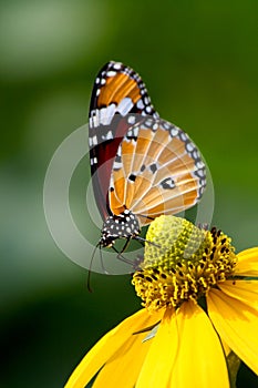 Common tiger butterfly