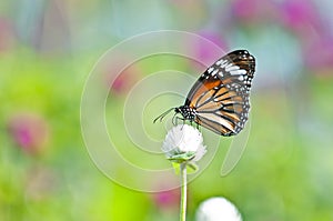 Common tiger butterfly