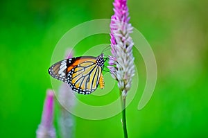 Common tiger butterfly