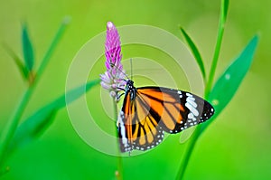 Common tiger butterfly