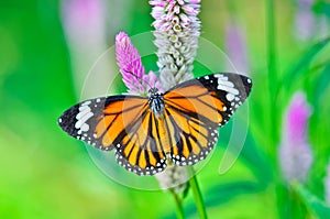 Common tiger butterfly