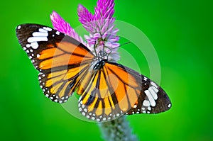 Common tiger butterfly