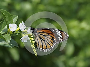 Common tiger butterfly