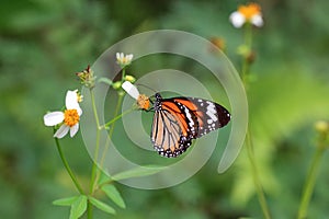 Common tiger butterfly