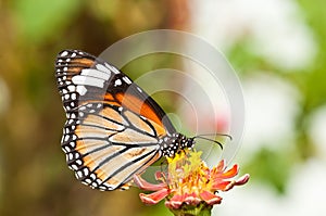 Common tiger butterfly