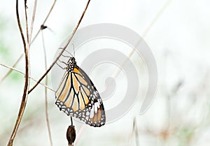 Common tiger butterfly