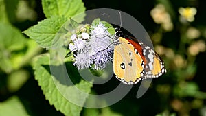 Common tiger butterfly