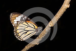 Common Tiger Butterfly