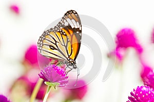 Common tiger butterfly c