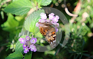 Common tiger butterfly close-up on a flower.