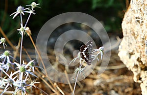 Common tiger butterfly close-up on a flower.