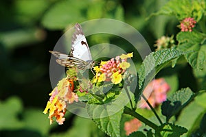 Common tiger butterfly close-up on a flower.