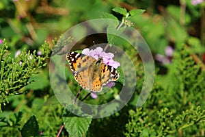 Common tiger butterfly close-up on a flower.