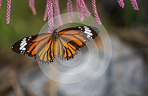 Common Tiger Butterfly with colorful wings