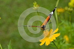 Common Tiger butterfly. Cosmos flower