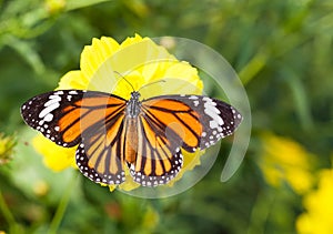 Common tiger butterfly with cosmos flower