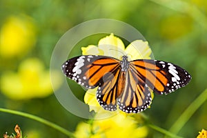 Common tiger butterfly with cosmos flower