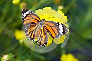 Common tiger butterfly with cosmos flower