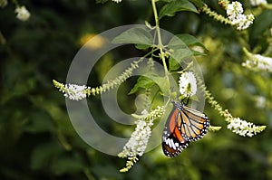 Common tiger butterfly danaus genutia