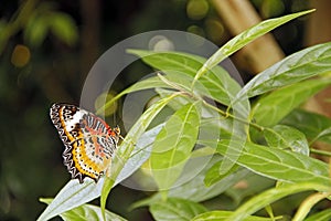 Common tiger butterfly danaus genutia