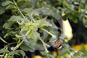 Common tiger butterfly danaus genutia