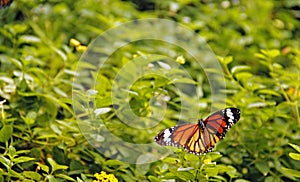 Common Tiger butterfly Danaus genutia