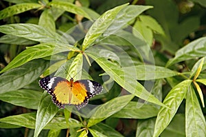Common Tiger butterfly Danaus genutia