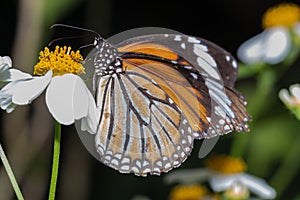 Common Tiger butterfly Danaus genutia