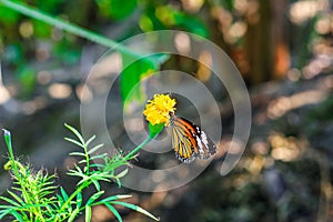 Common Tiger butterfly Danaus genutia butterfly collecting nectar on a flower.