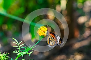 Common Tiger butterfly Danaus genutia butterfly collecting nectar on a flower.