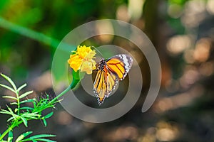 Common Tiger butterfly Danaus genutia butterfly collecting nectar on a flower.