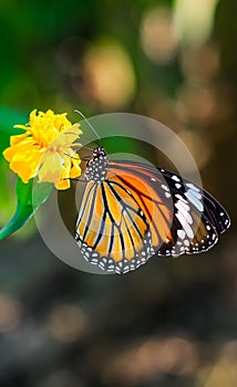 Common Tiger butterfly Danaus genutia butterfly collecting nectar on a flower.