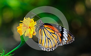 Common Tiger butterfly Danaus genutia butterfly collecting nectar on a flower.